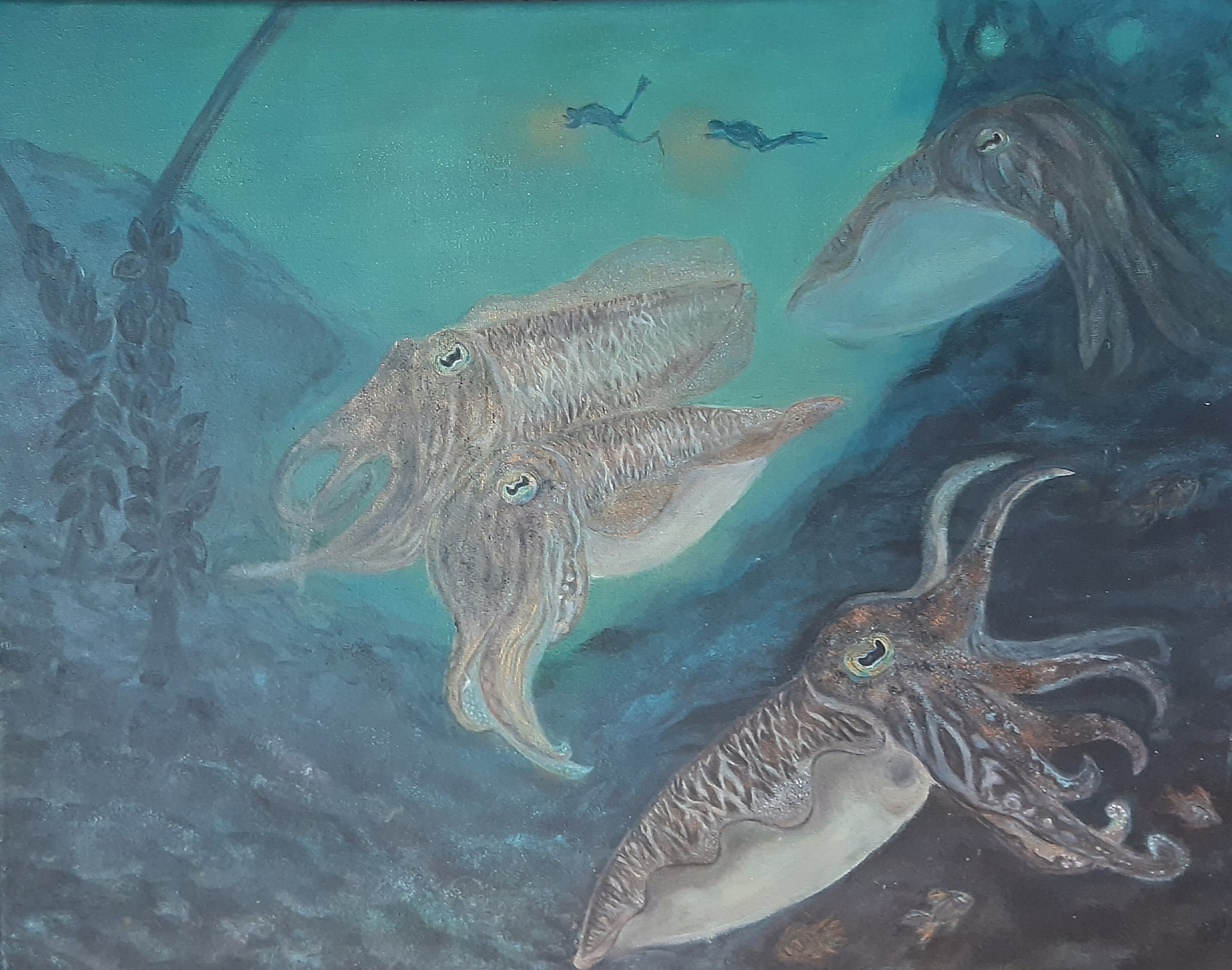 Sepia in de Oosterschelde 